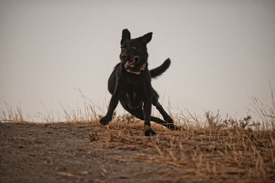 Close-up of dog on field