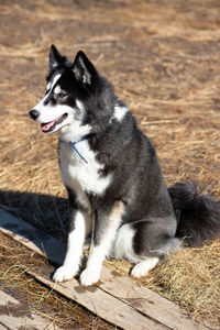 Young black-white husky dog sits on the ground on a sunny spring day