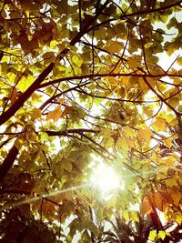 Low angle view of trees