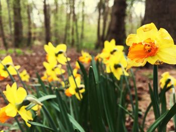 Close-up of yellow daffodil flowers blooming on field