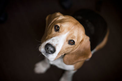 Close-up portrait of dog against black background