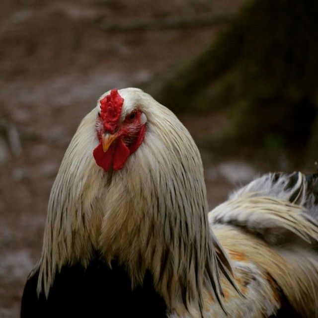 animal themes, bird, one animal, livestock, red, focus on foreground, domestic animals, close-up, animals in the wild, wildlife, animal head, beak, feather, animal hair, chicken - bird, rooster, animal body part, hen, outdoors, nature