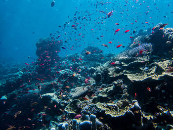 View of fishes swimming in sea