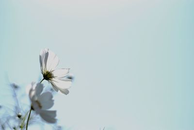 Low angle view of white flowering plant against clear sky