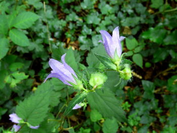 Close-up of purple flower