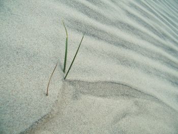 Close-up of plant