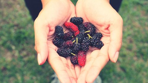 Midsection of person holding fruit