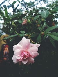 Close-up of pink rose