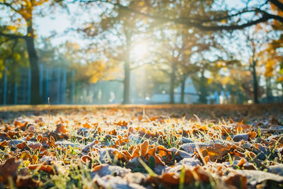 Close-up of autumn leaves in park