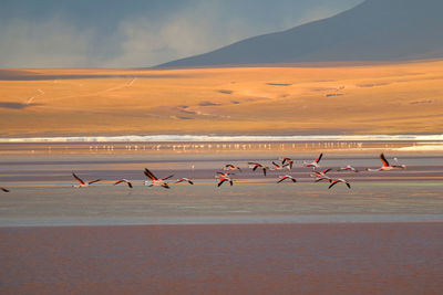 Flock of seagulls on beach