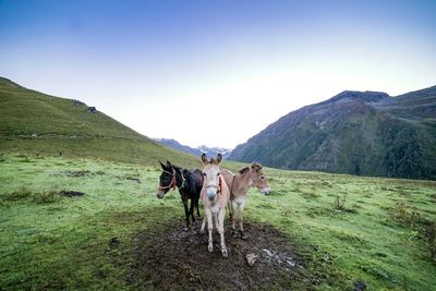 Horses in a valley