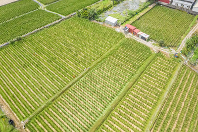 High angle view of corn field