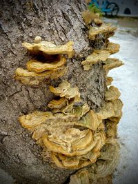 Close-up of mushroom growing on tree trunk