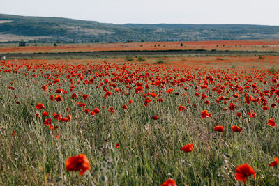 Yellow flowering plants on field