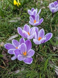 High angle view of purple crocus flowers on field