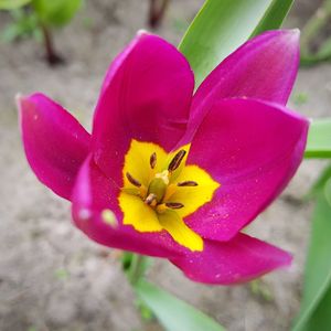 Close-up of pink flower blooming outdoors