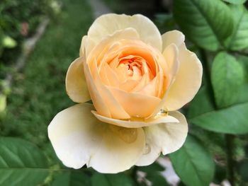 Close-up of rose blooming outdoors