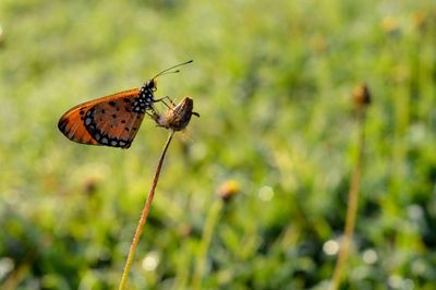 Close-up of butterfly pollinating on flower