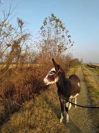 View of a horse on field