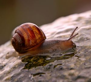 Close-up of snail