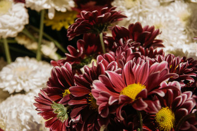 Close-up of flowers