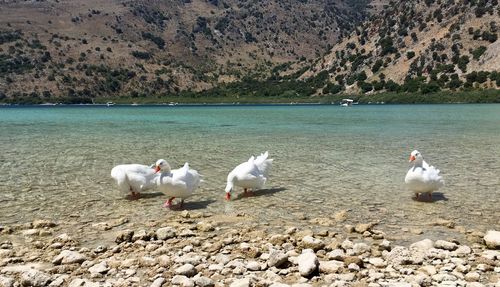 Swans on lake against sky