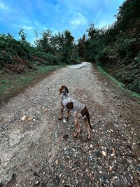 View of dog on street