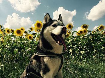 Close-up of dog on field