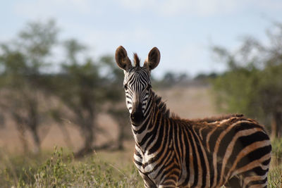 Zebras standing in a field