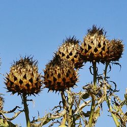 Low angle view of flowers against blue sky