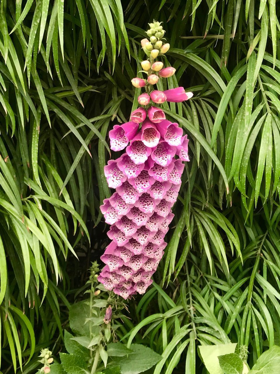 HIGH ANGLE VIEW OF CHRISTMAS PLANT ON PURPLE FLOWER