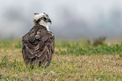 Close-up of a bird looking away on field