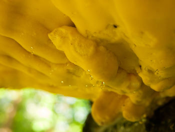 Close-up of wet yellow flower