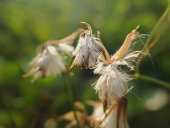 Close-up of wilted plant