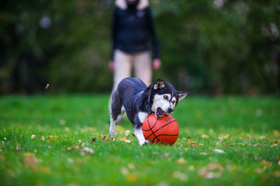 Dog playing with ball on grass