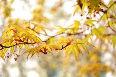 Close-up of yellow maple leaves on branch