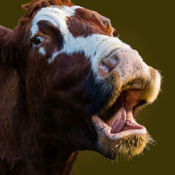 Close-up of cow