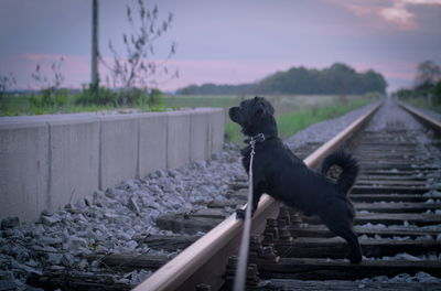 Side view of dog on railroad track during sunset
