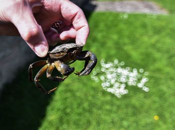 Close-up of a hand holding crab
