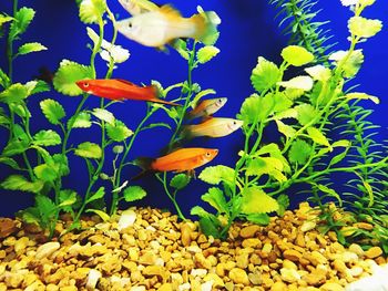 Close-up of fish swimming in aquarium