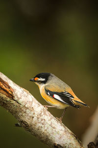 Close-up of bird perching on a tree