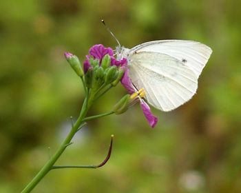 Close-up of butterfly on pink flower