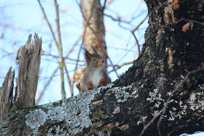 Close-up of squirrel on tree trunk