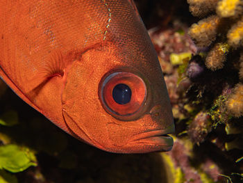 Heteropriacanthus cruentatus, the glasseye snapper