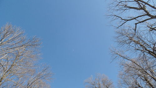 Low angle view of bare trees against blue sky