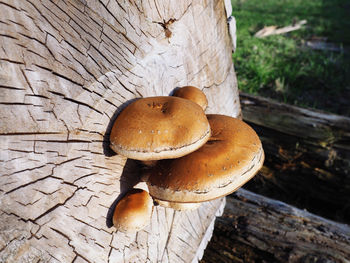 Close-up of mushroom growing on tree trunk