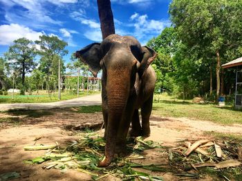 Elephant on field against trees