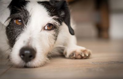 Close-up portrait of dog