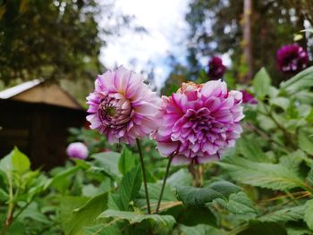 Close-up of pink flowering plant