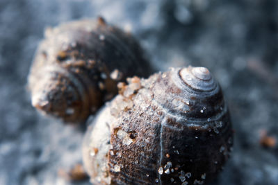 Close-up of shell on rock